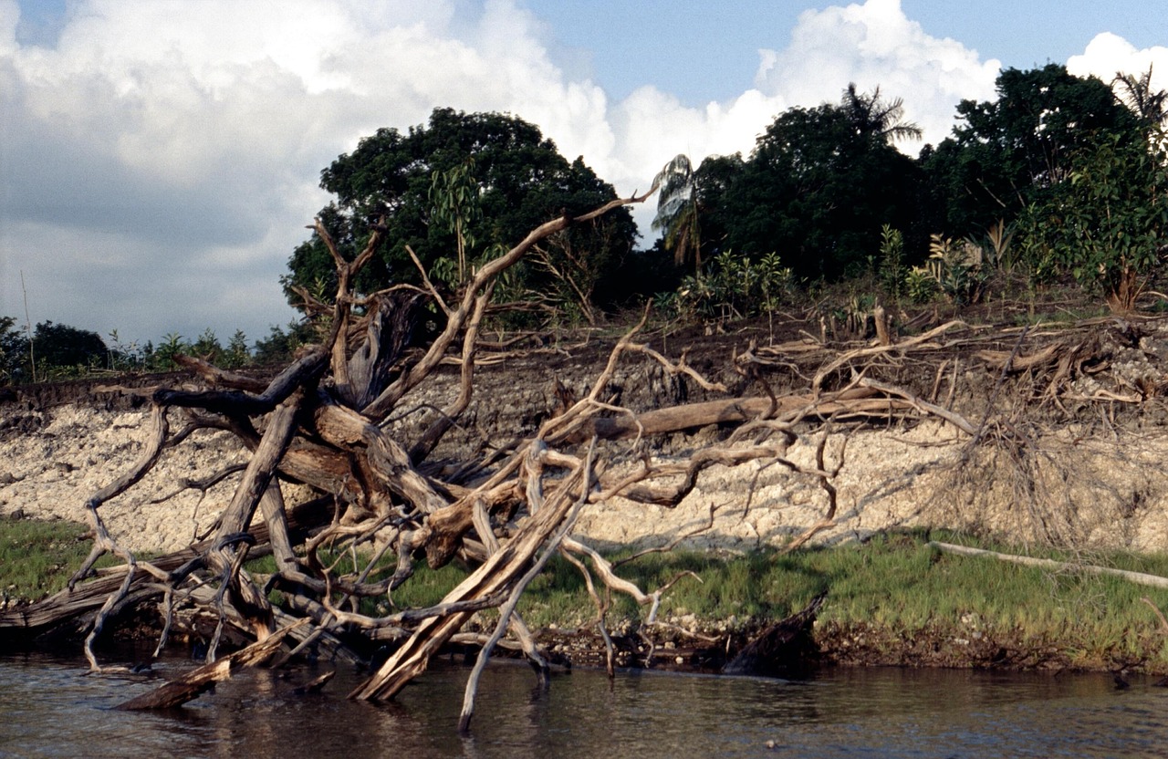 Amazon rainforest